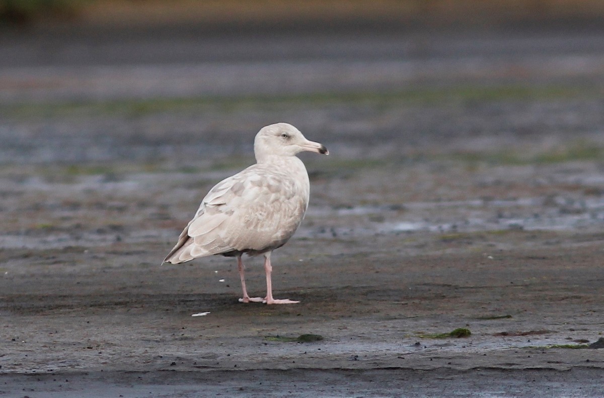 ML249647521 - Glaucous x Glaucous-winged Gull (hybrid) - Macaulay Library