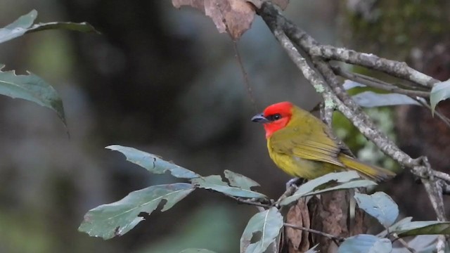 Red-headed Tanager - ML249652501