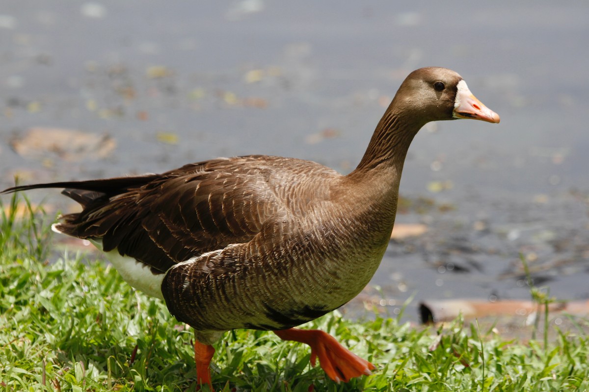 Greater White-fronted Goose - ML249652931