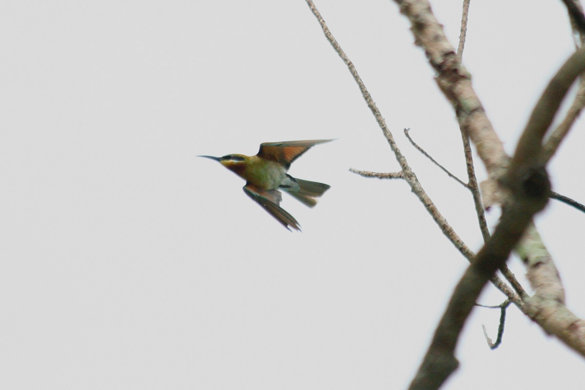 Blue-tailed Bee-eater - ML249653001