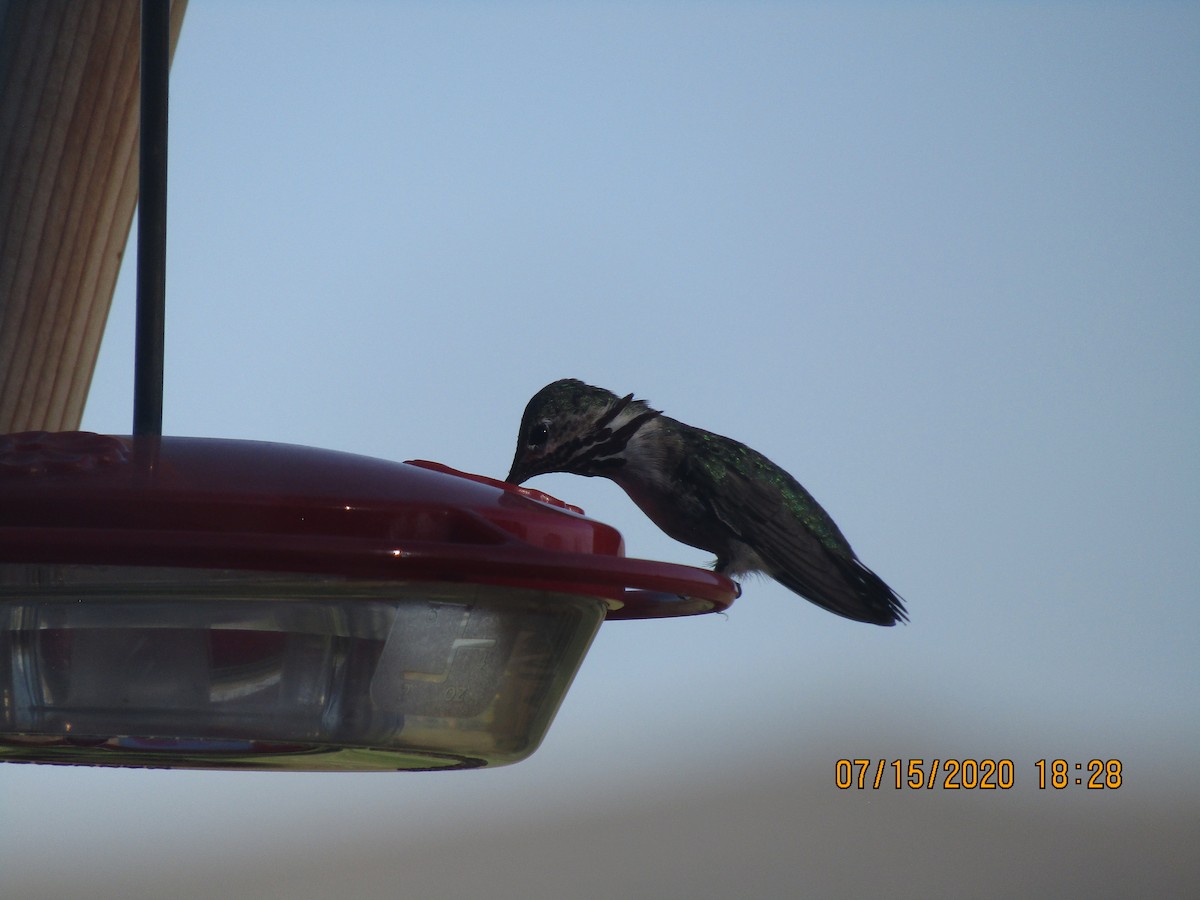 Calliope Hummingbird - ML249653181