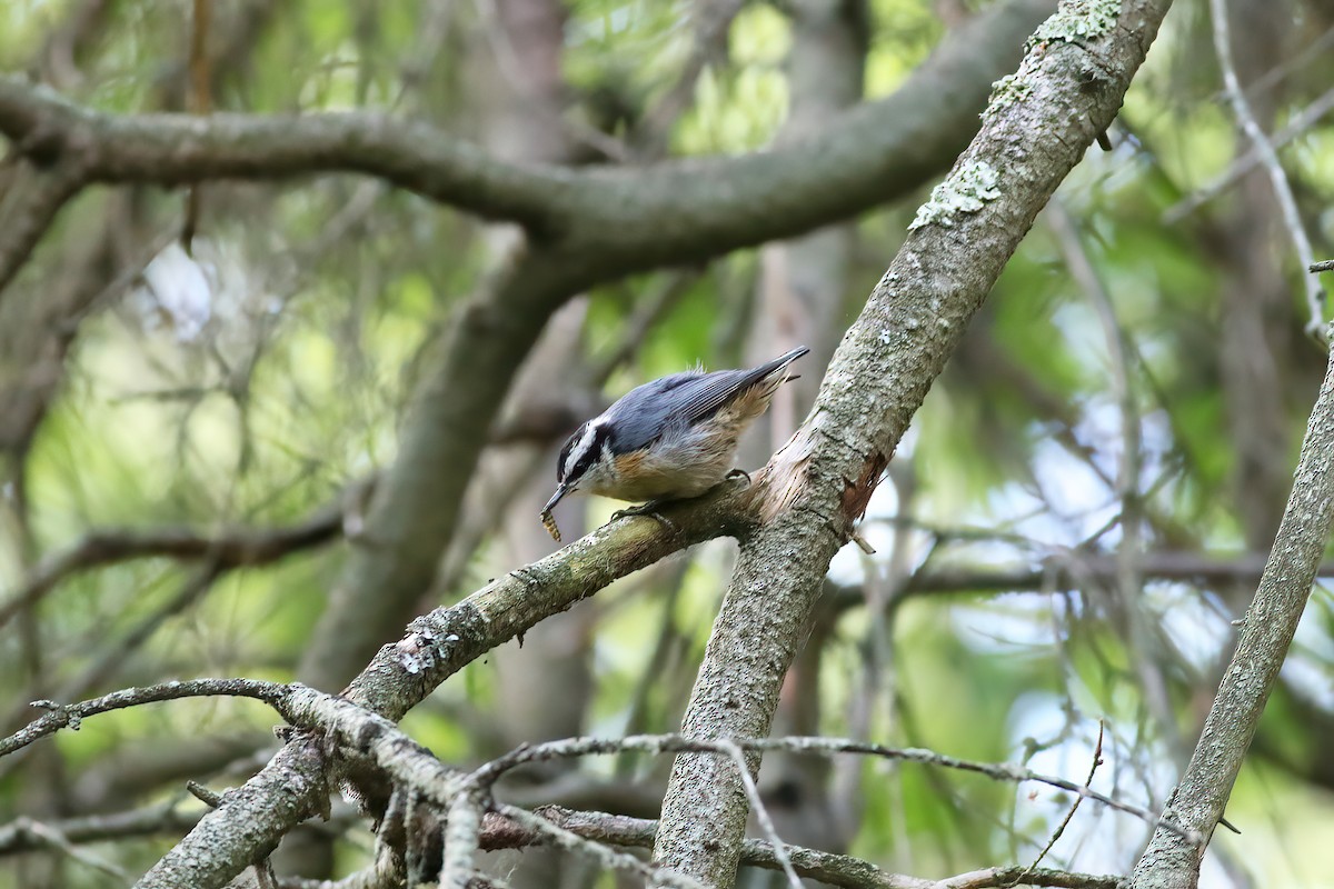 Red-breasted Nuthatch - ML249666941