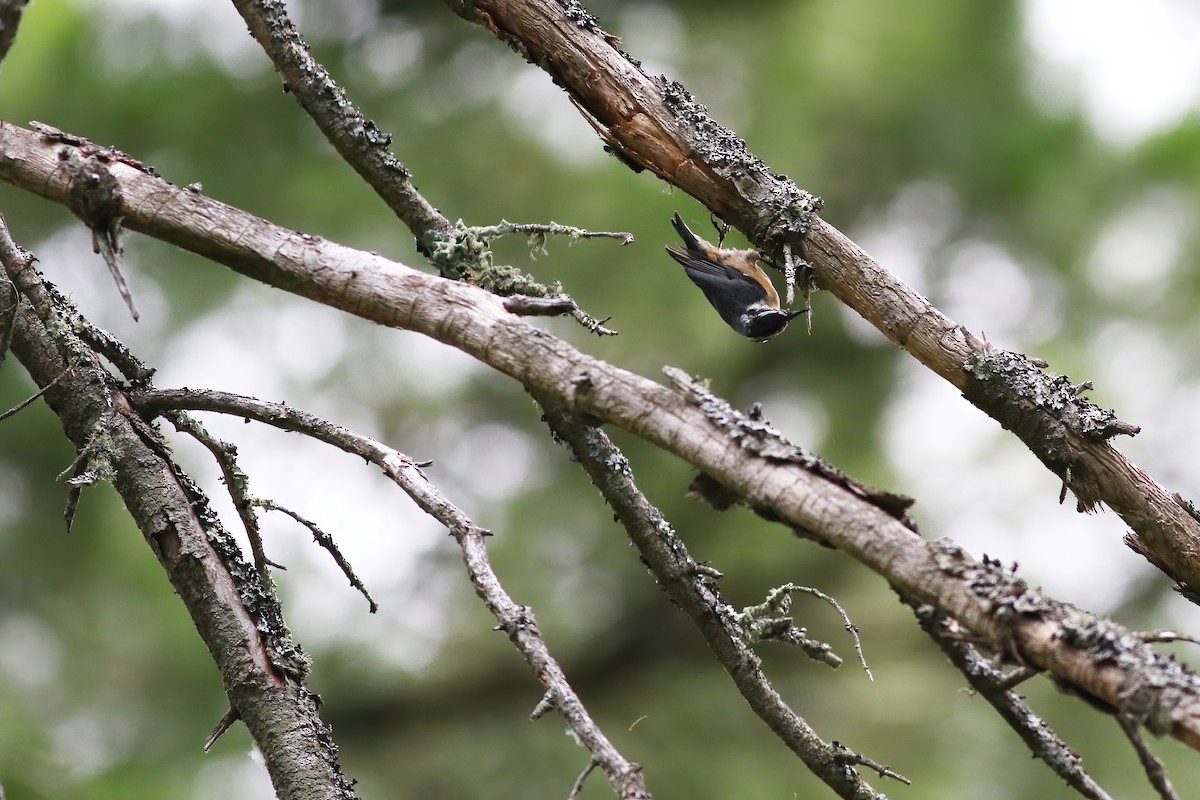 Red-breasted Nuthatch - ML249666971