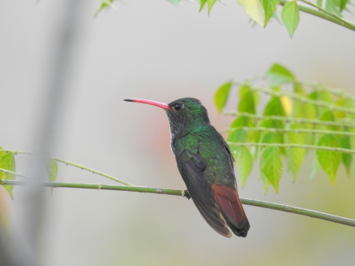 Rufous-tailed Hummingbird - ML24966831