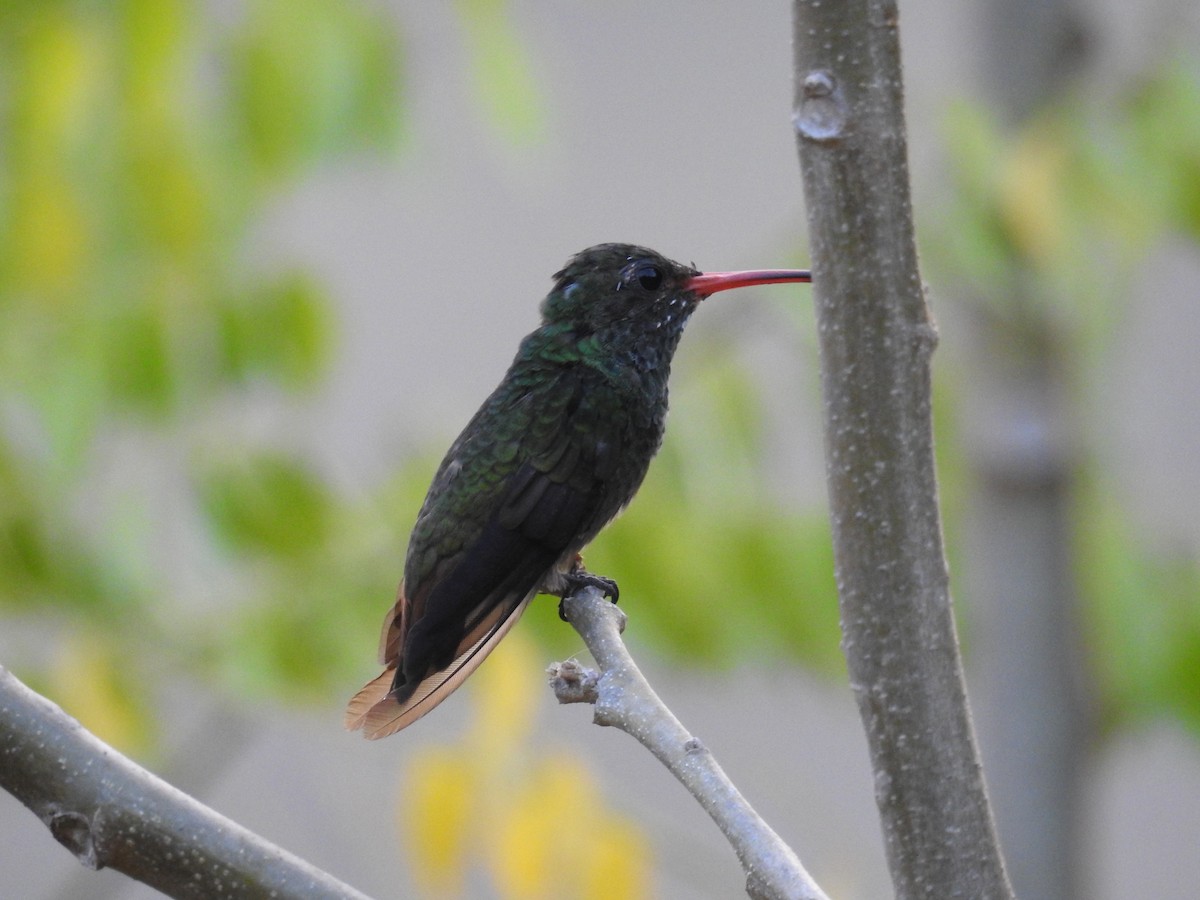 Rufous-tailed Hummingbird - ML24966931