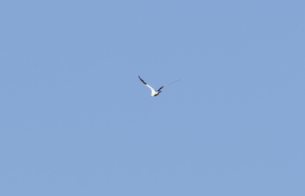 White-tailed Kite - Rolando Tomas Pasos Pérez