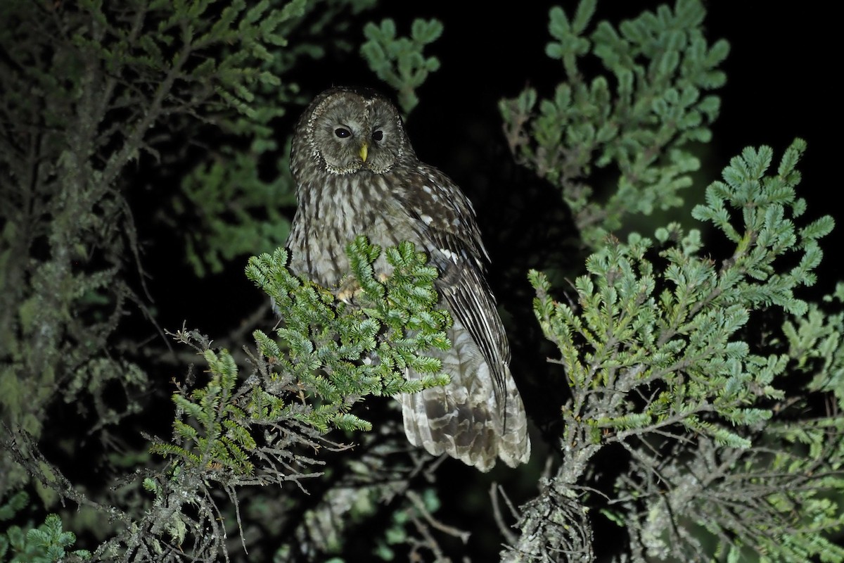 Ural Owl (Pere David's) - ML249680721