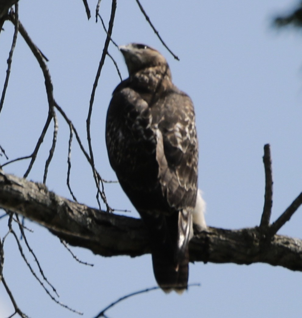 Red-tailed Hawk - ML249686401