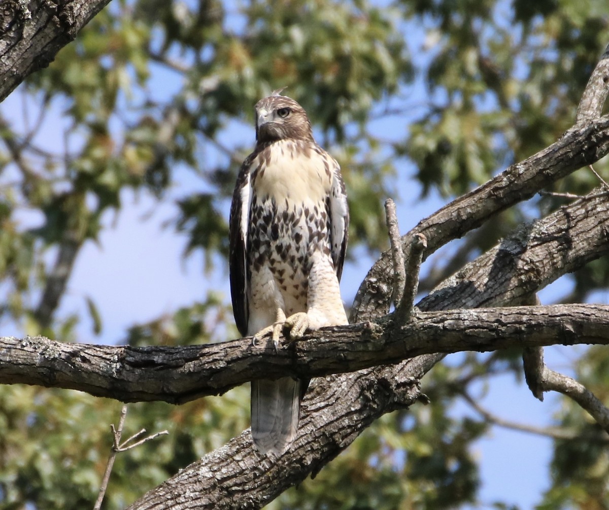 Red-tailed Hawk - ML249686411