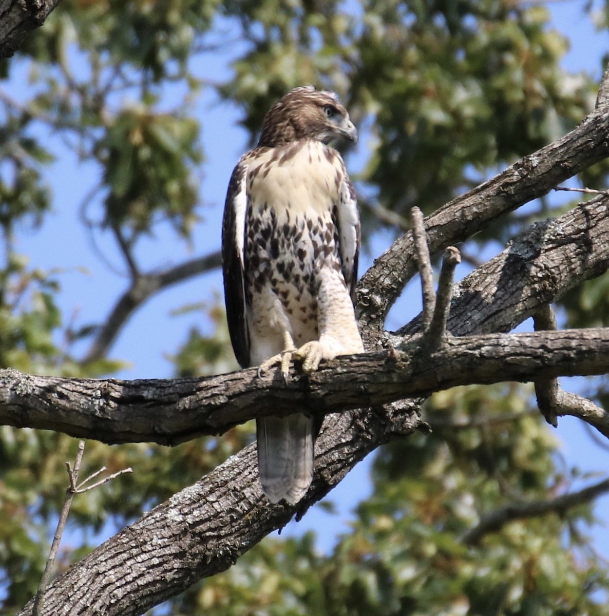 Red-tailed Hawk - ML249686431