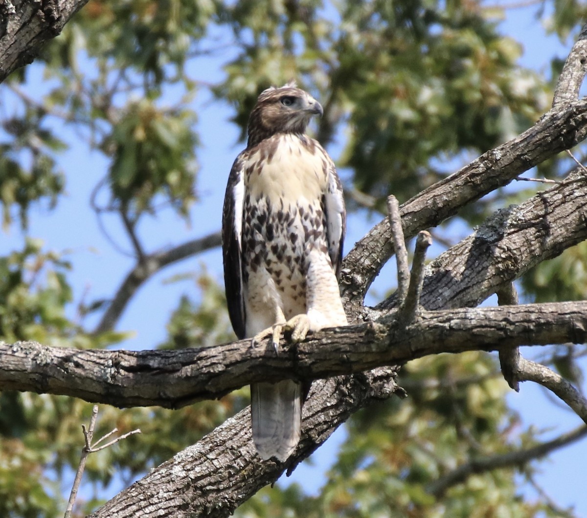 Red-tailed Hawk - ML249686441