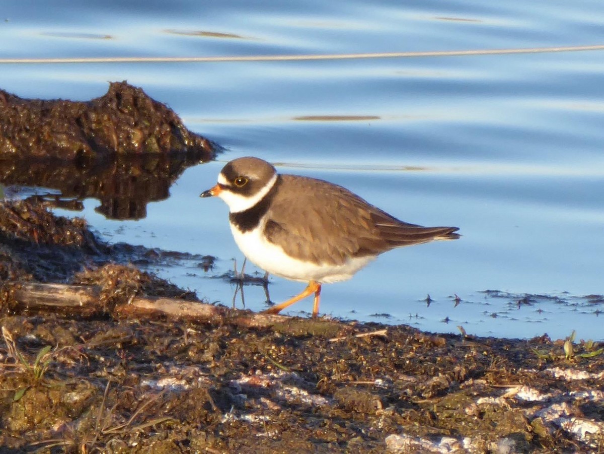 Semipalmated Plover - ML249691091