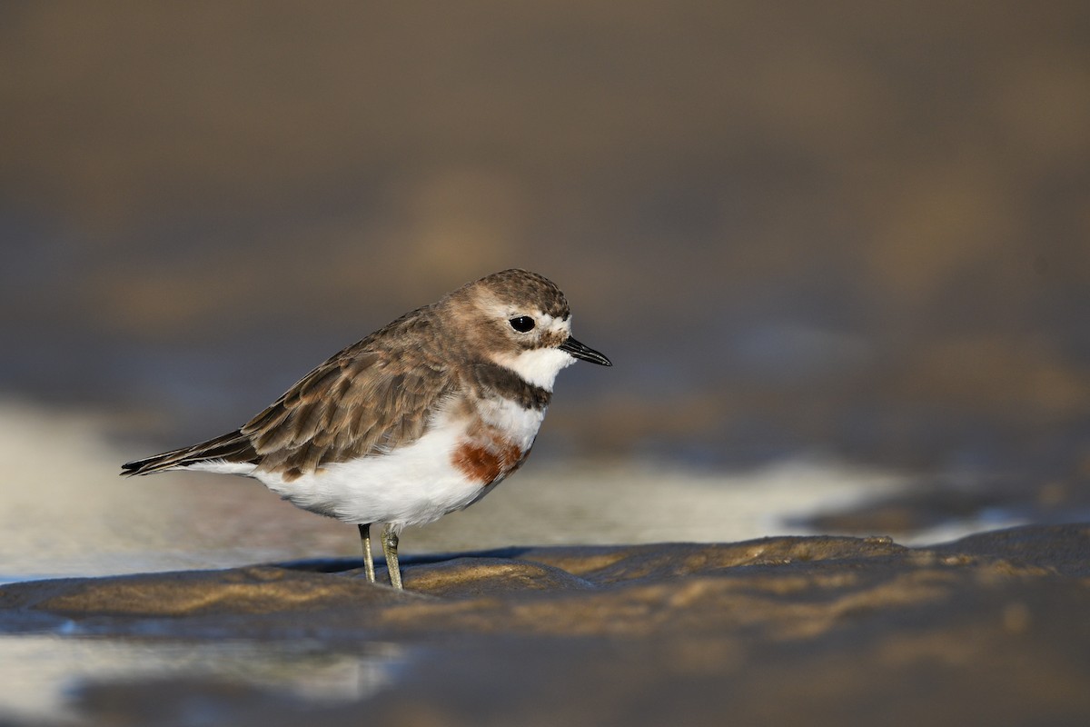 Double-banded Plover - ML249691361