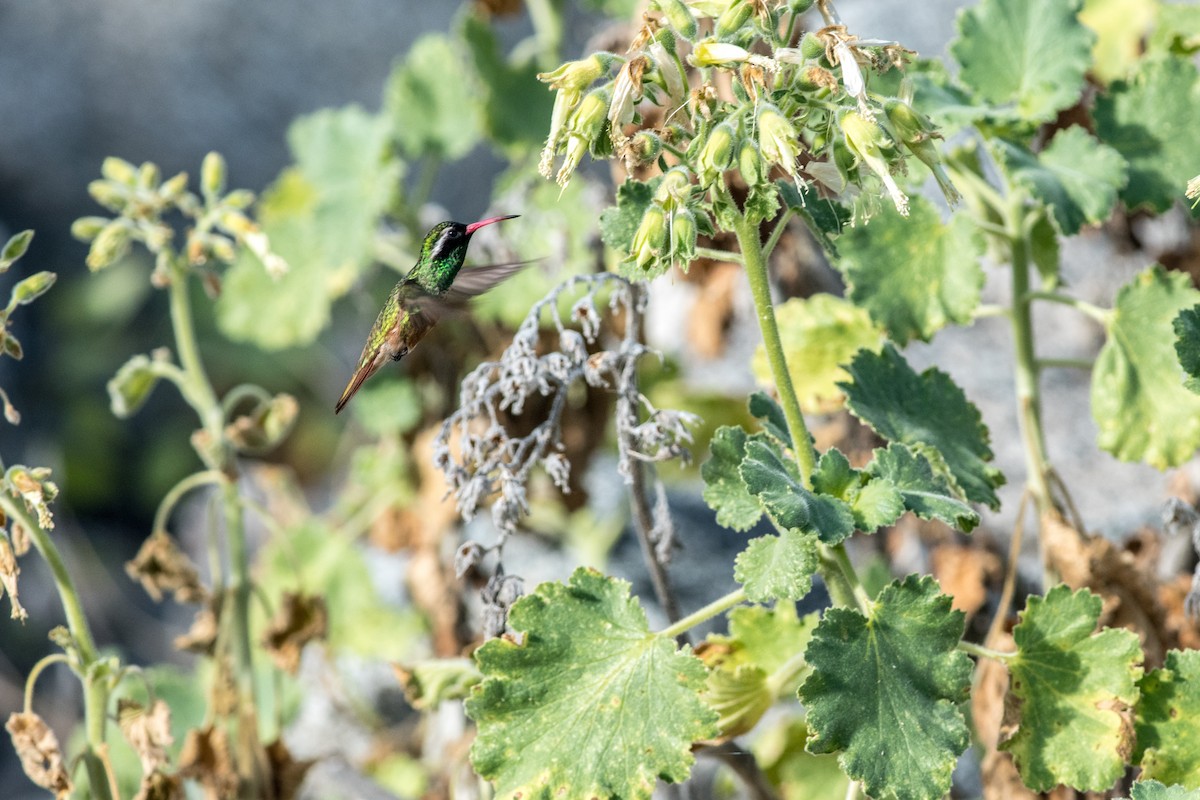 Xantus's Hummingbird - ML249693001