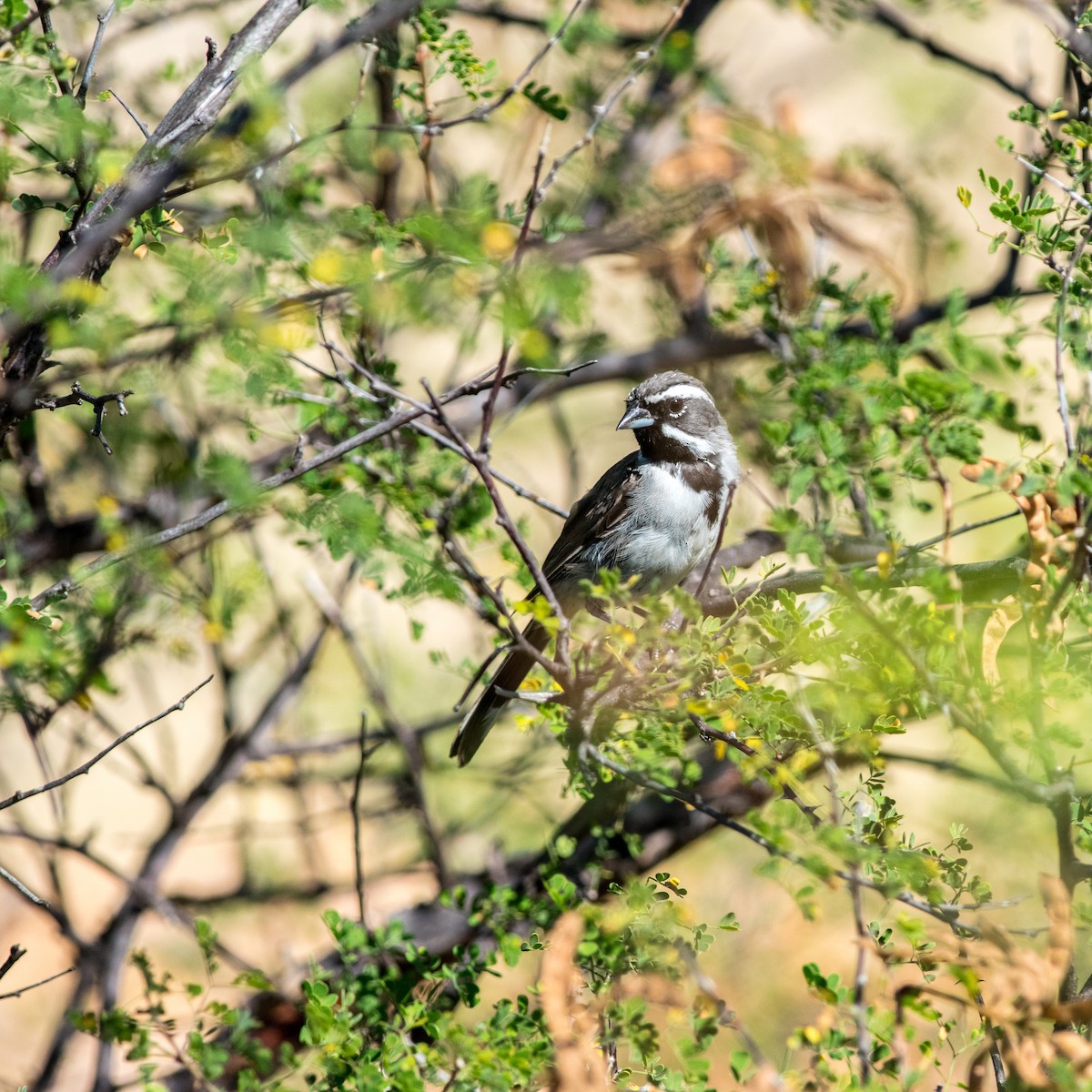 Black-throated Sparrow - Javier Eduardo  Alcalá Santoyo