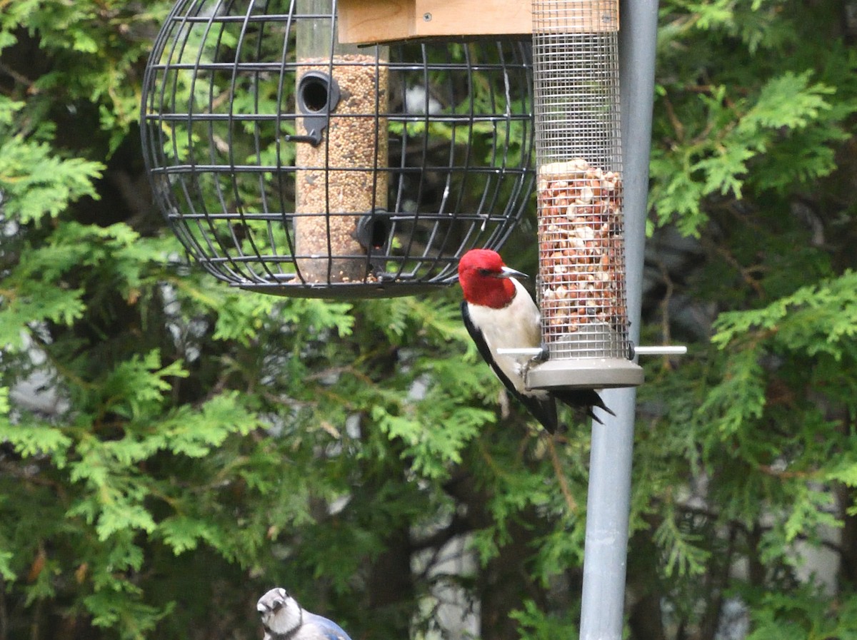 Red-headed Woodpecker - Louis Lemay