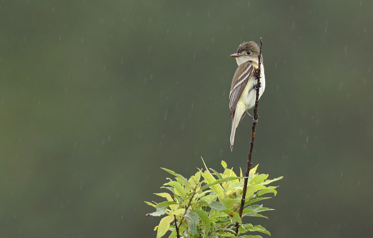 Alder Flycatcher - Ryan Schain