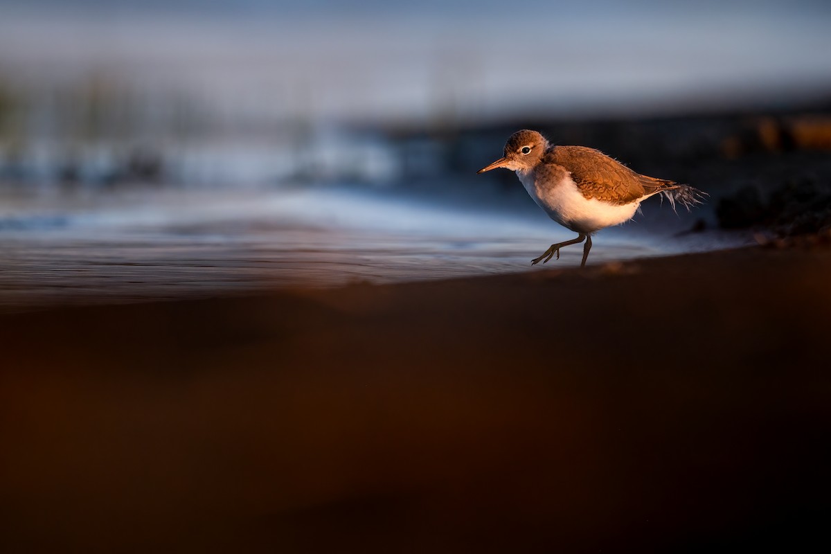 Spotted Sandpiper - Kyle Tansley