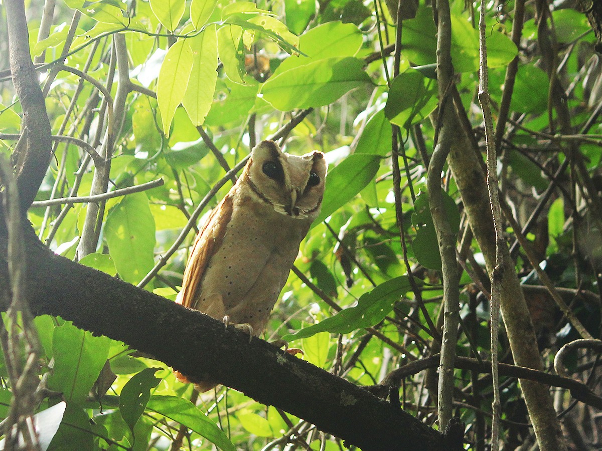 Oriental Bay-Owl - Rongrong Angkaew