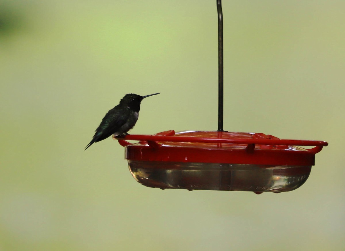 Ruby-throated Hummingbird - ML249714491