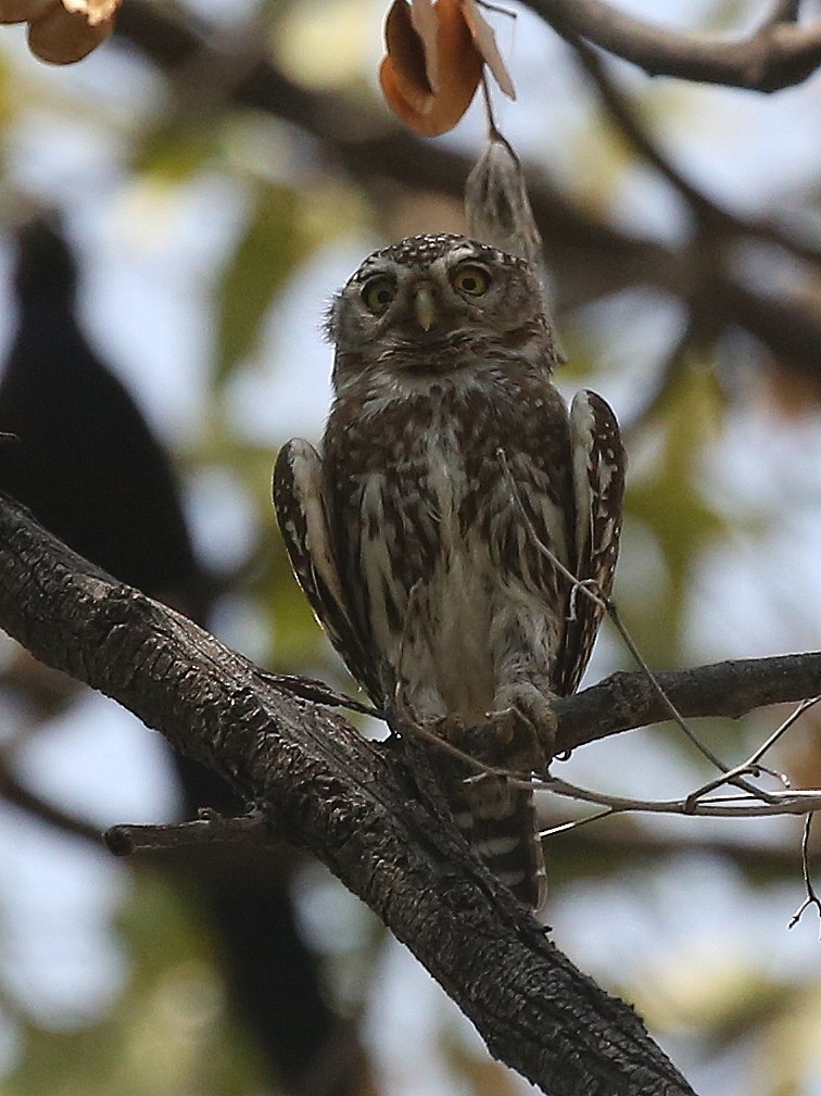 Pearl-spotted Owlet - Steve James