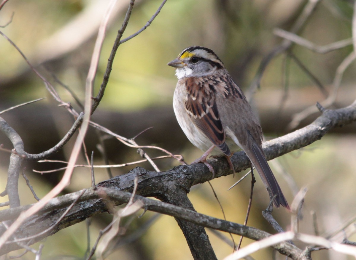 White-throated Sparrow - Tom Forwood JR