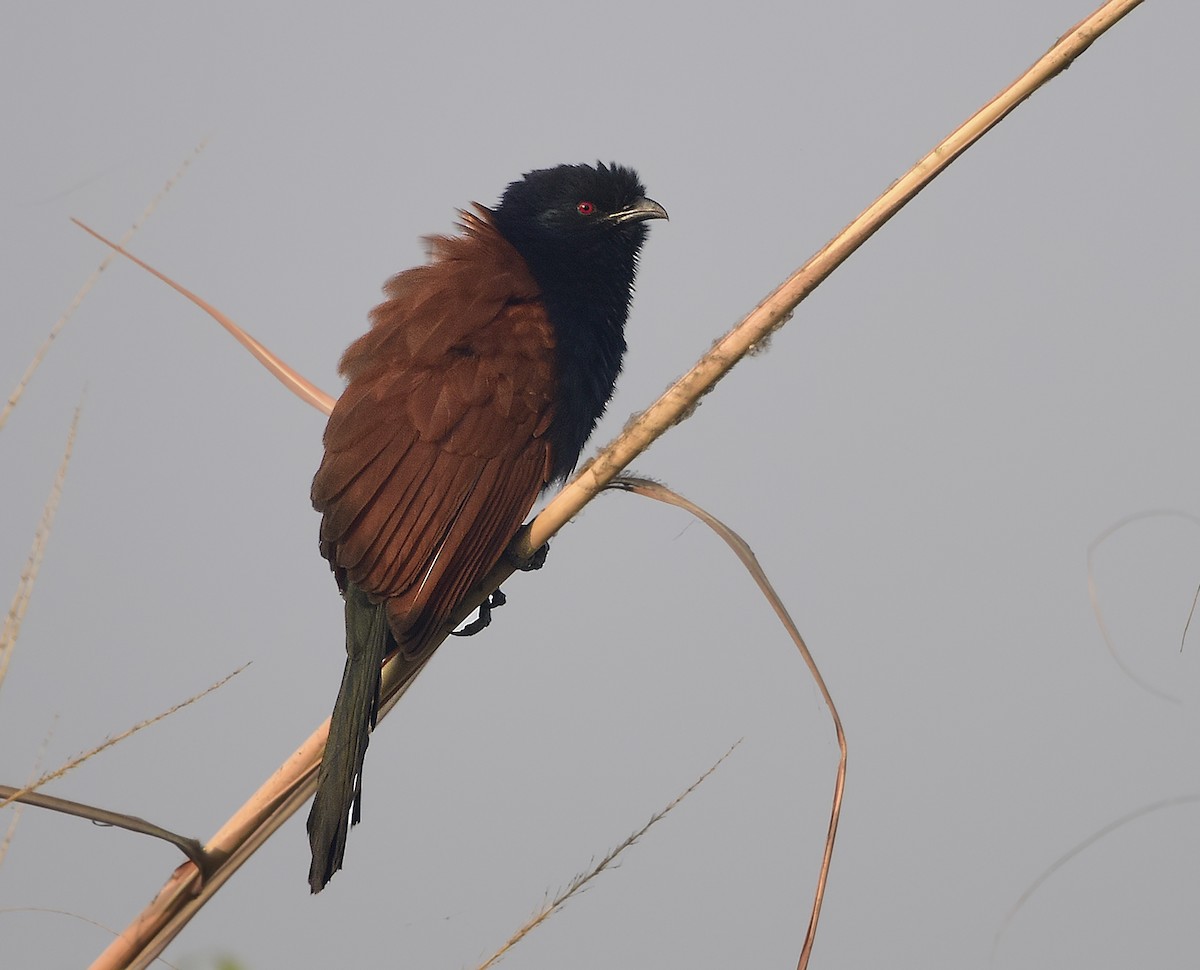 Greater Coucal - ML249719771