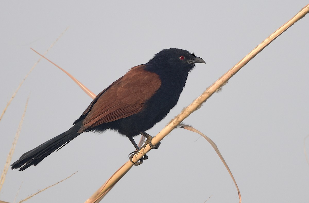 Greater Coucal - ML249719781