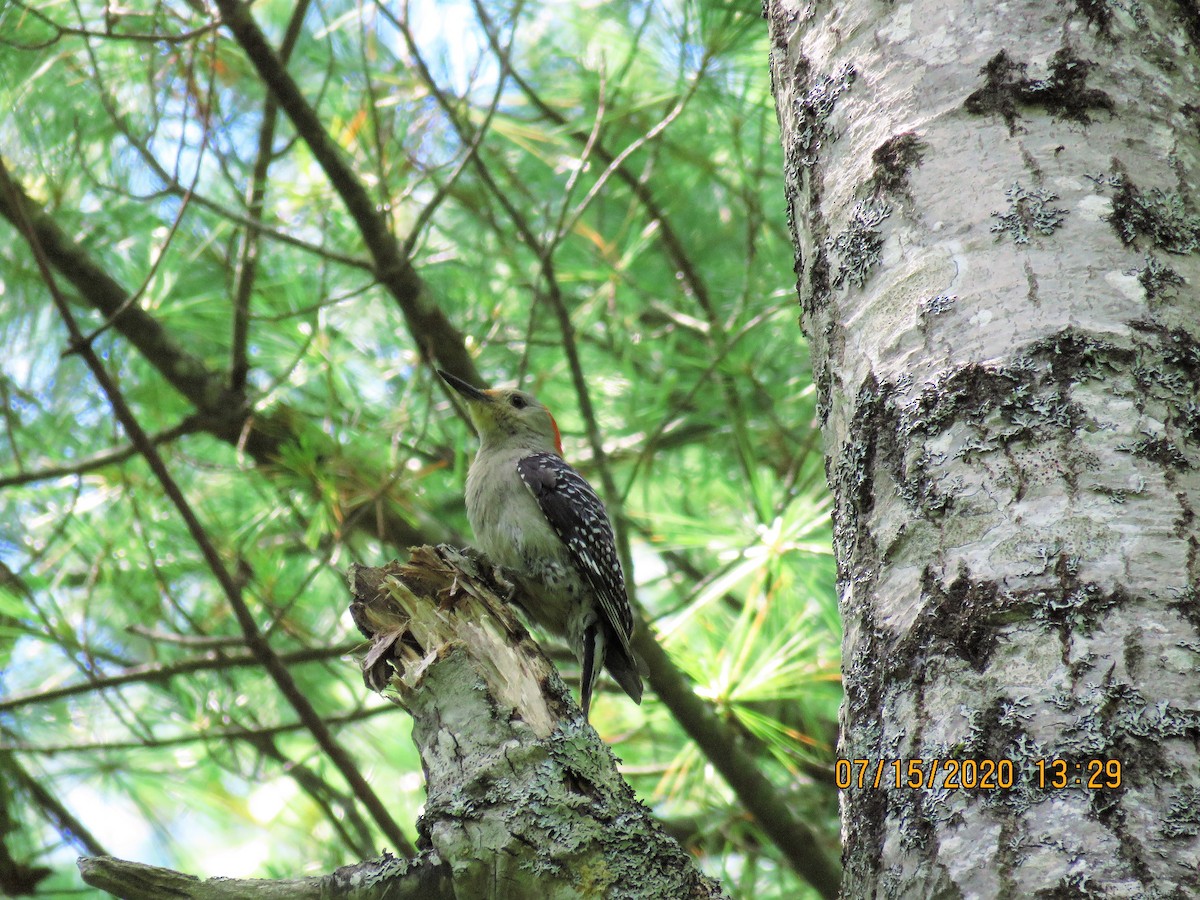 Red-bellied Woodpecker - ML249721041