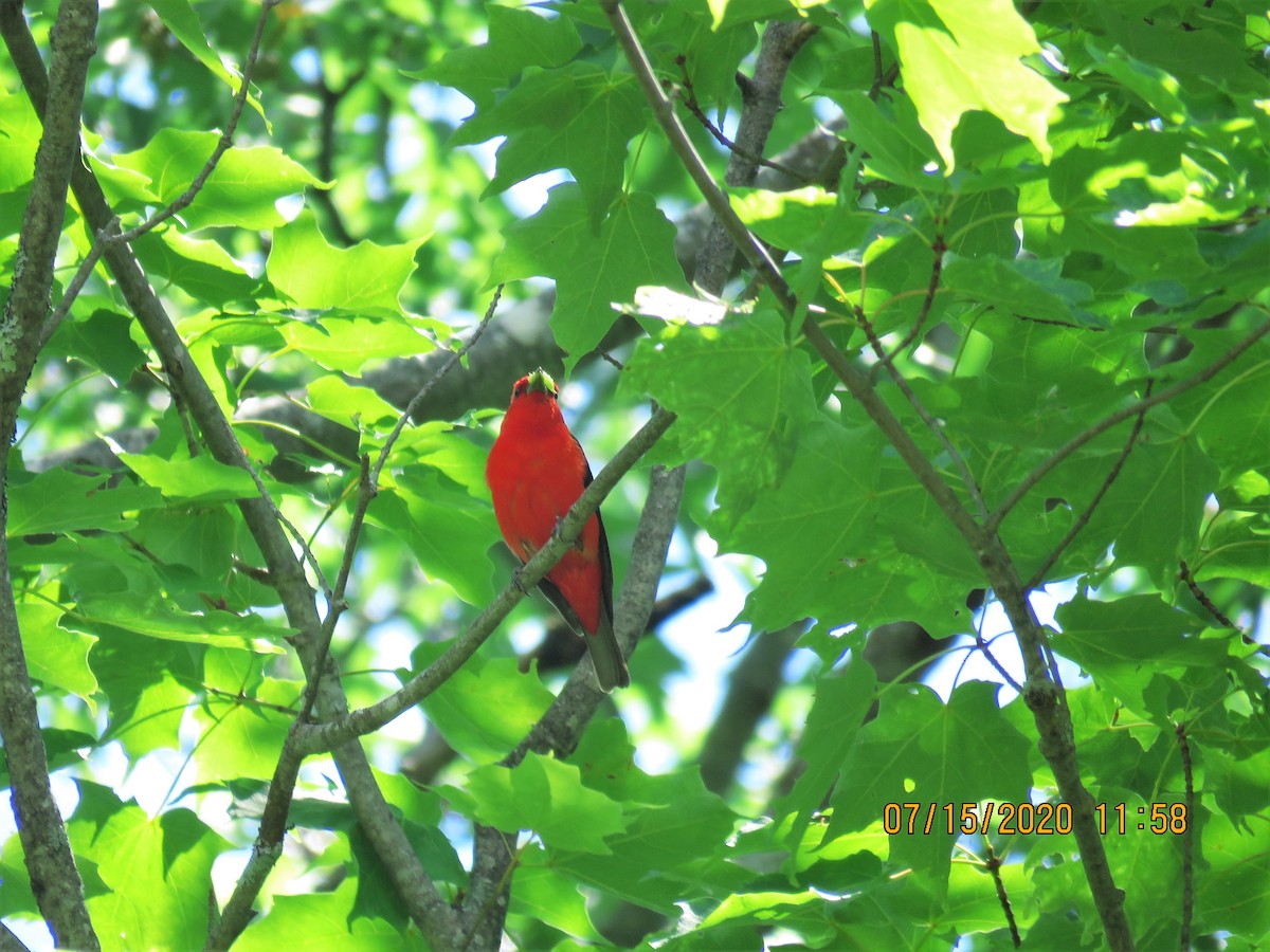 Scarlet Tanager - ML249721221