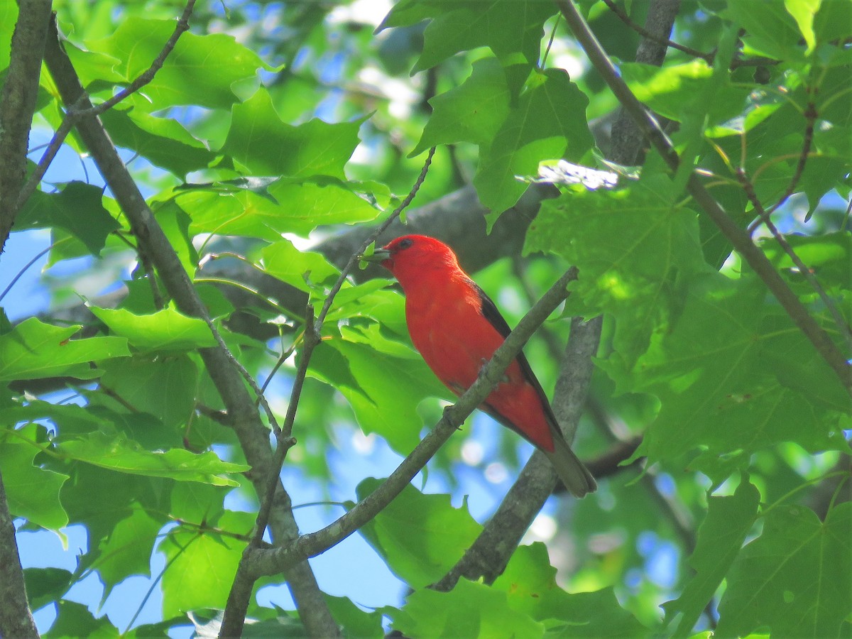Scarlet Tanager - ML249721251