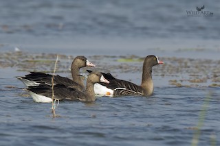Greater White-fronted Goose (Eurasian), ML24972301