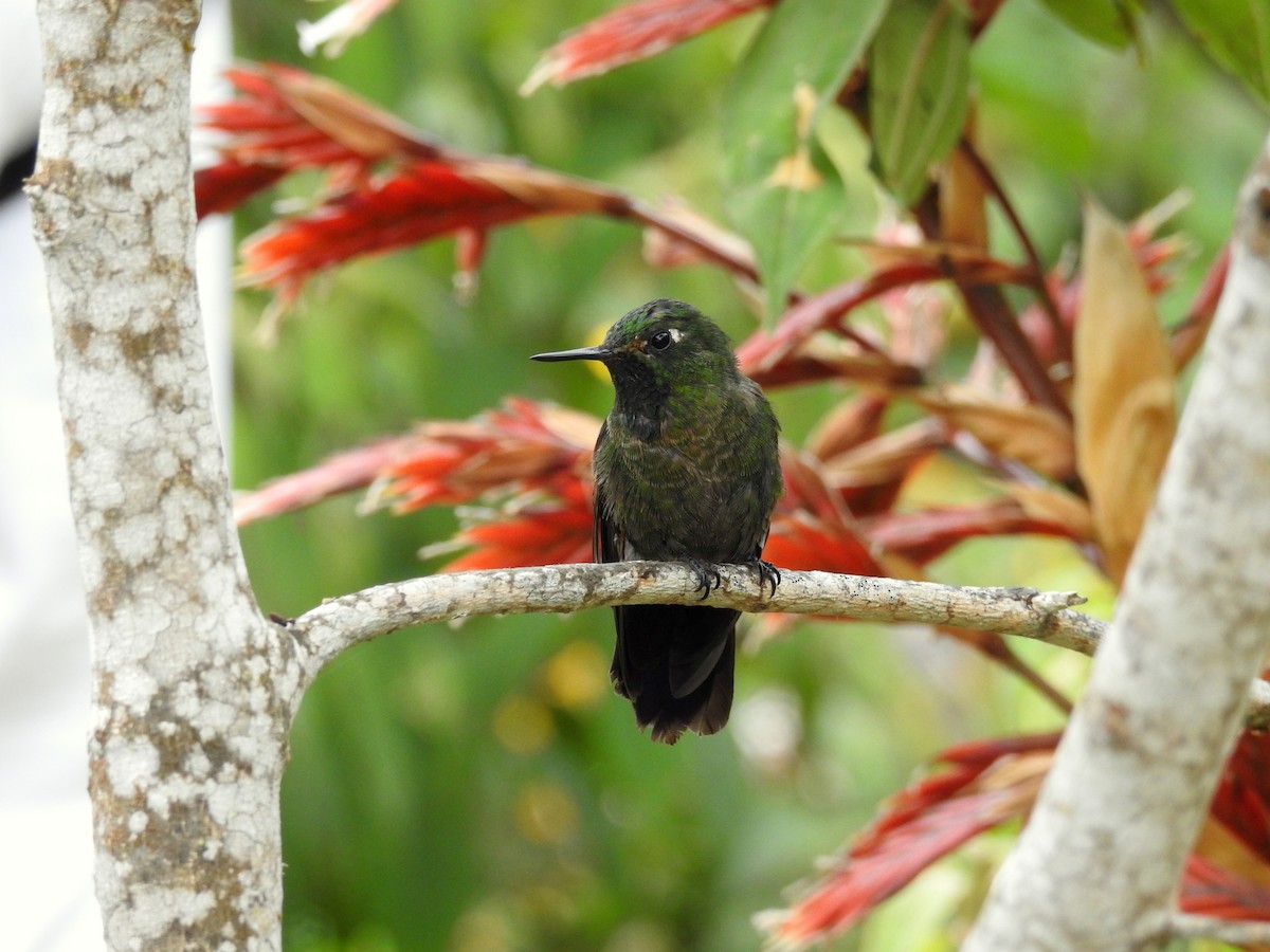kolibřík dřišťálový - ML24972571