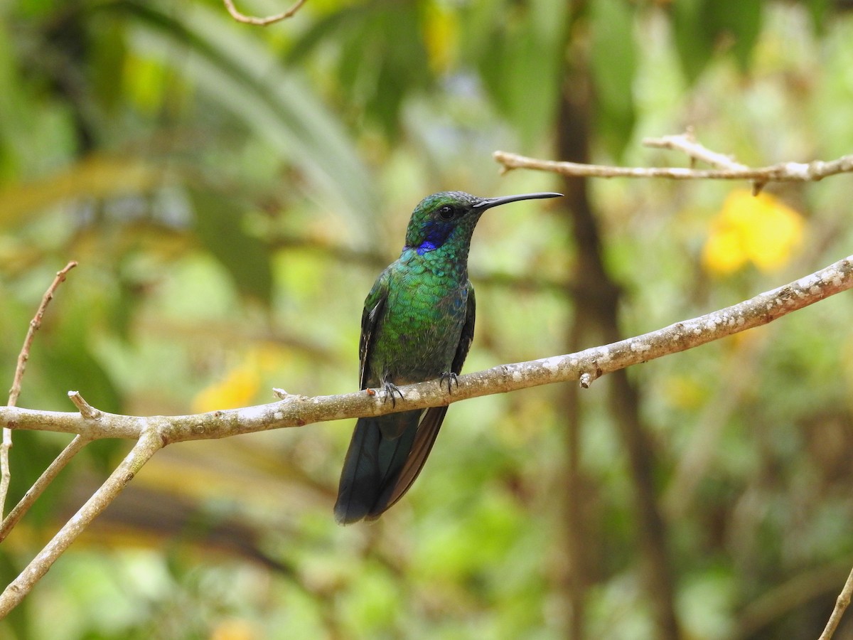 kolibřík modrouchý - ML24972591