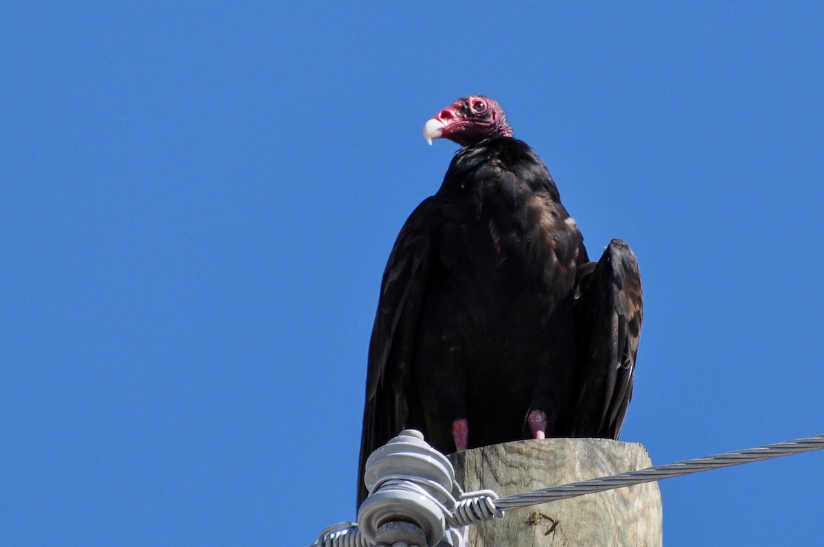 Turkey Vulture - ML249726041