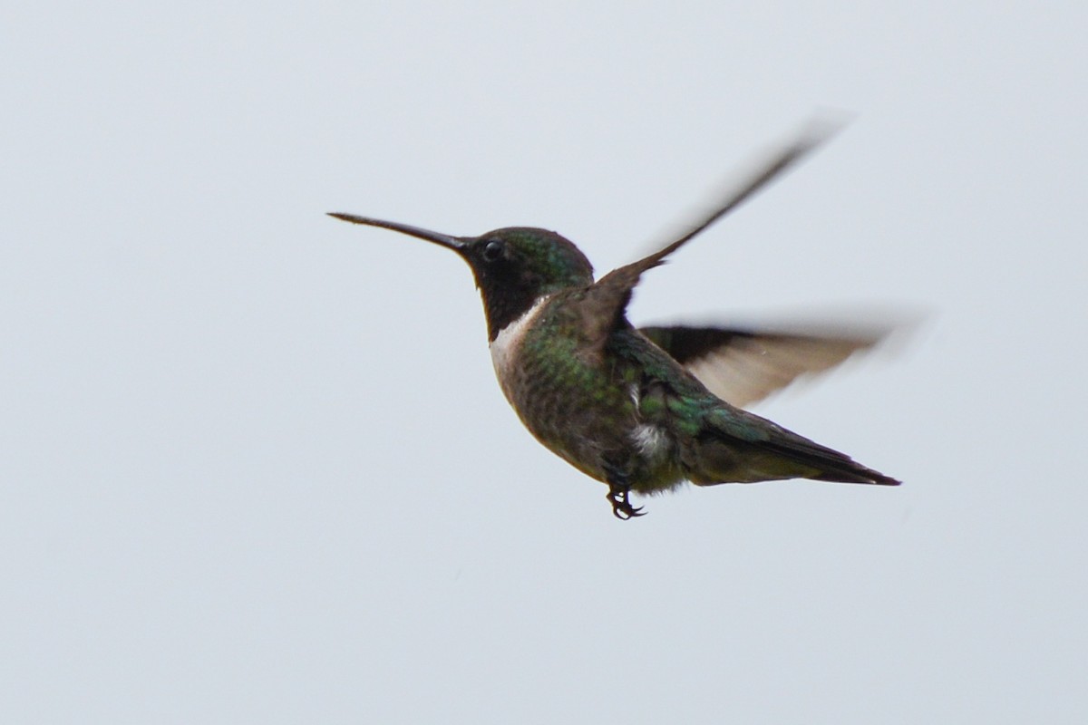 Ruby-throated Hummingbird - Maryse Neukomm
