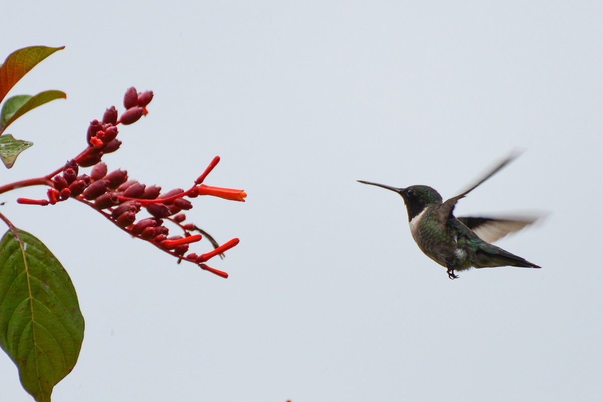 Ruby-throated Hummingbird - Maryse Neukomm