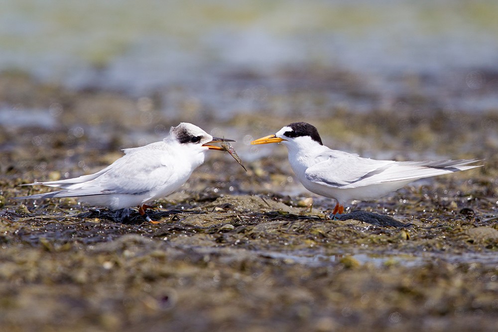 Australian Fairy Tern - Laurie Ross | Tracks Birding & Photography Tours