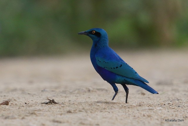 コセイキムクドリ Chloropterus Ebird