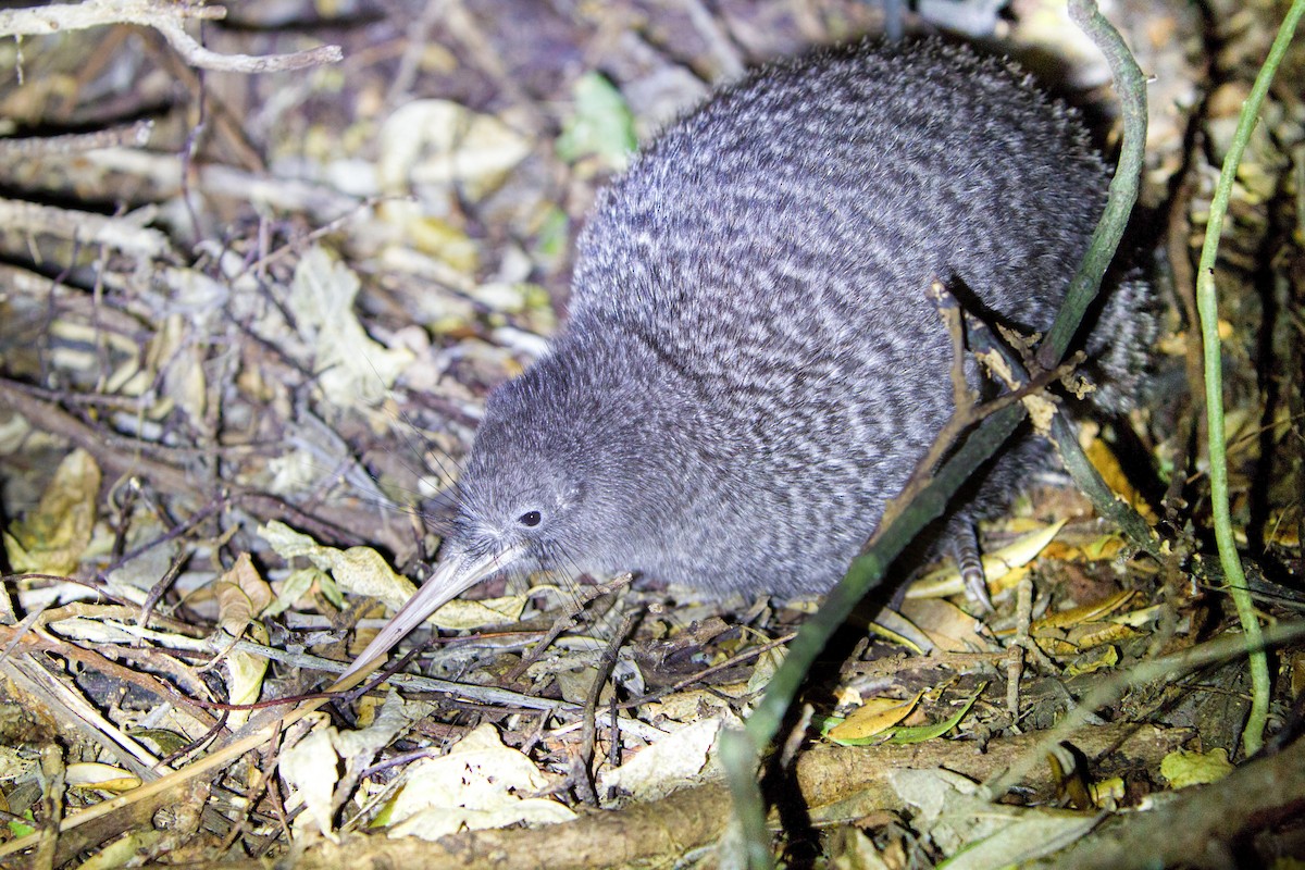 Little Spotted Kiwi - Laurie Ross | Tracks Birding & Photography Tours