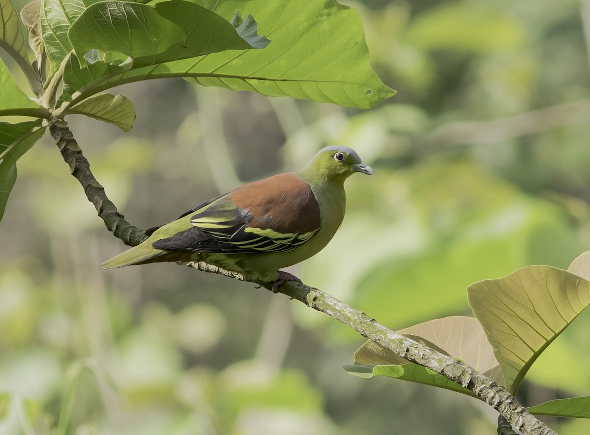 Ashy-headed Green-Pigeon - Sayam U. Chowdhury