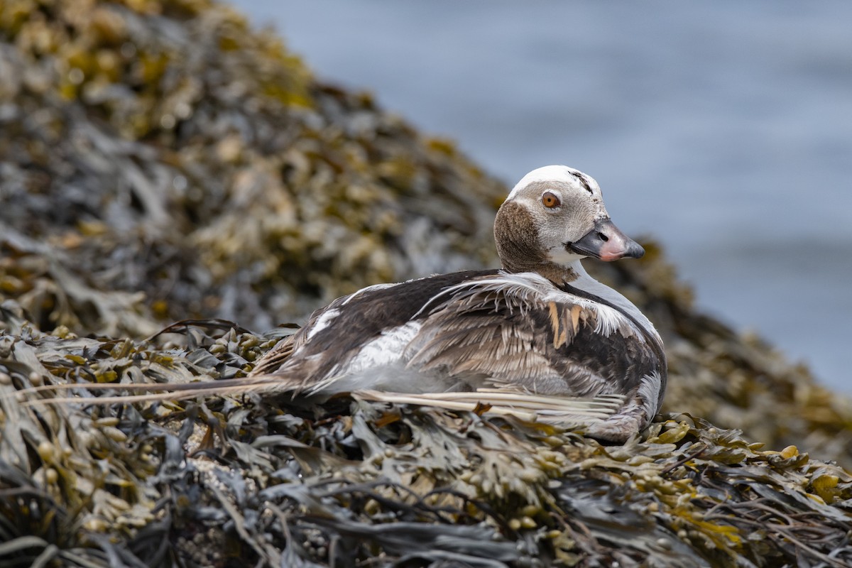 Long-tailed Duck - Jared Keyes