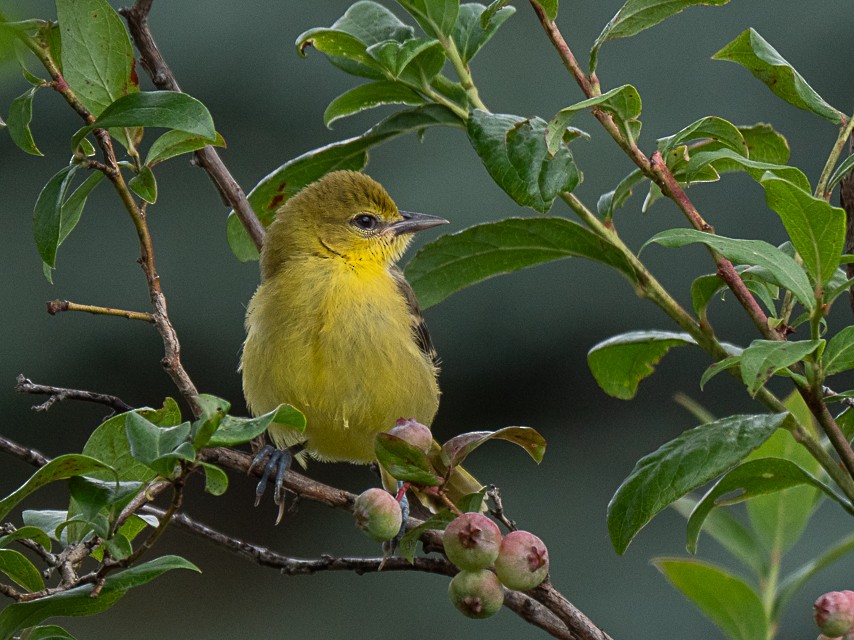 Orchard Oriole - ML249733751