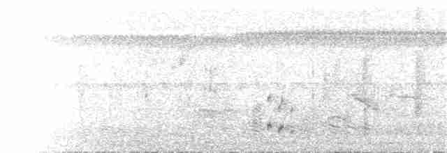 spydknottsmett (rufiventris gr.) - ML249734201