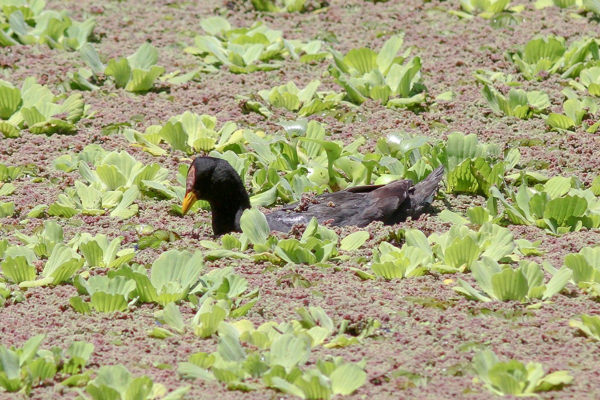 Red-fronted Coot - ML24973491