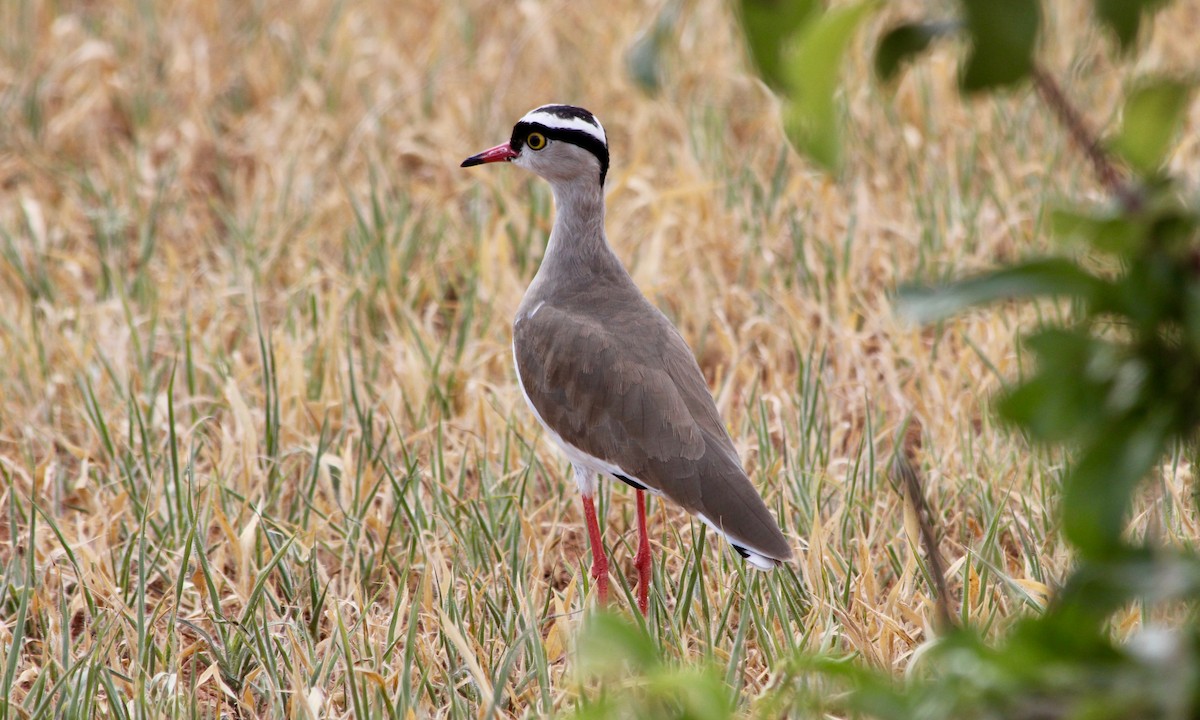 Crowned Lapwing - ML249738401