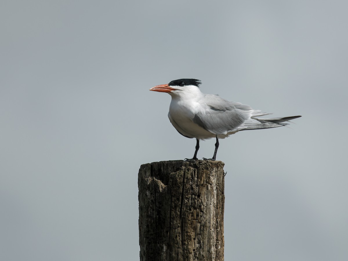 Royal Tern - Nick Athanas