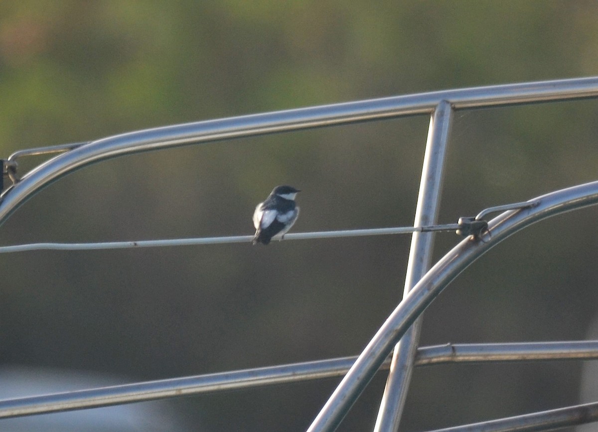 White-winged Swallow - Archipelagics Birding