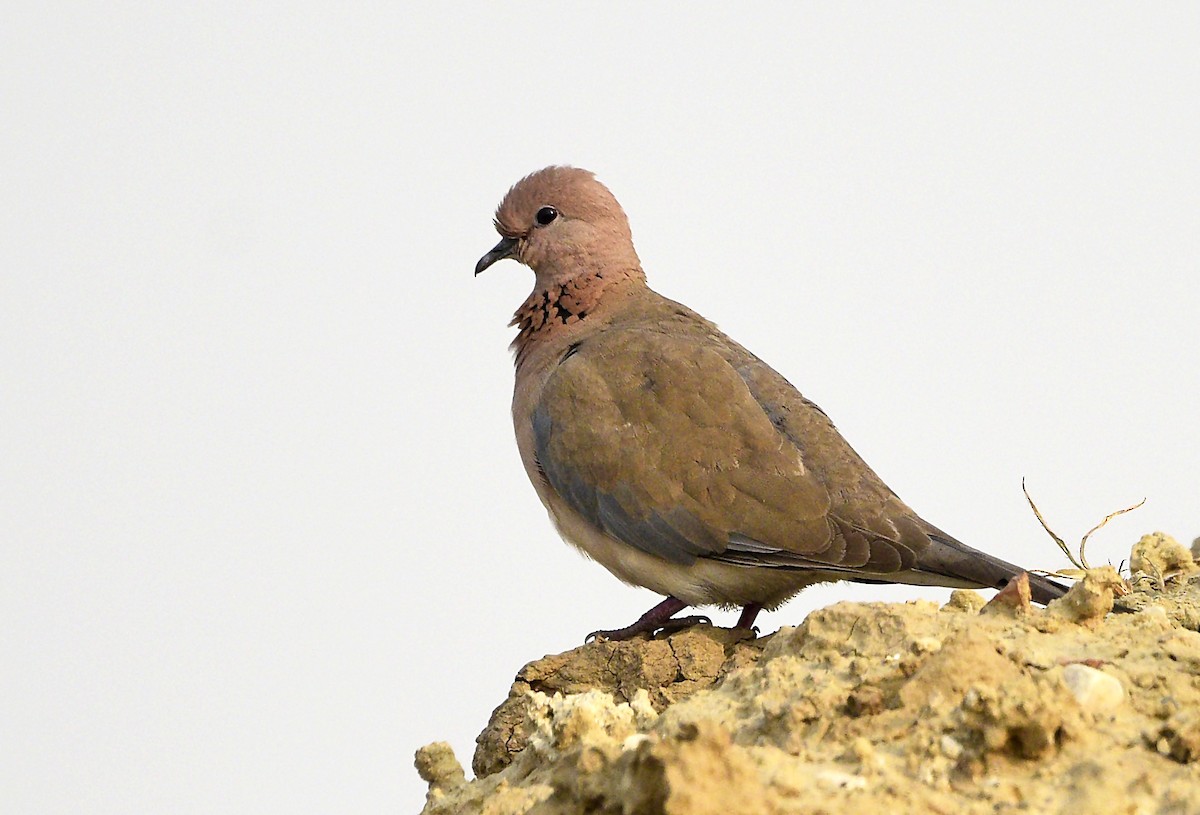 Laughing Dove - ML249743461