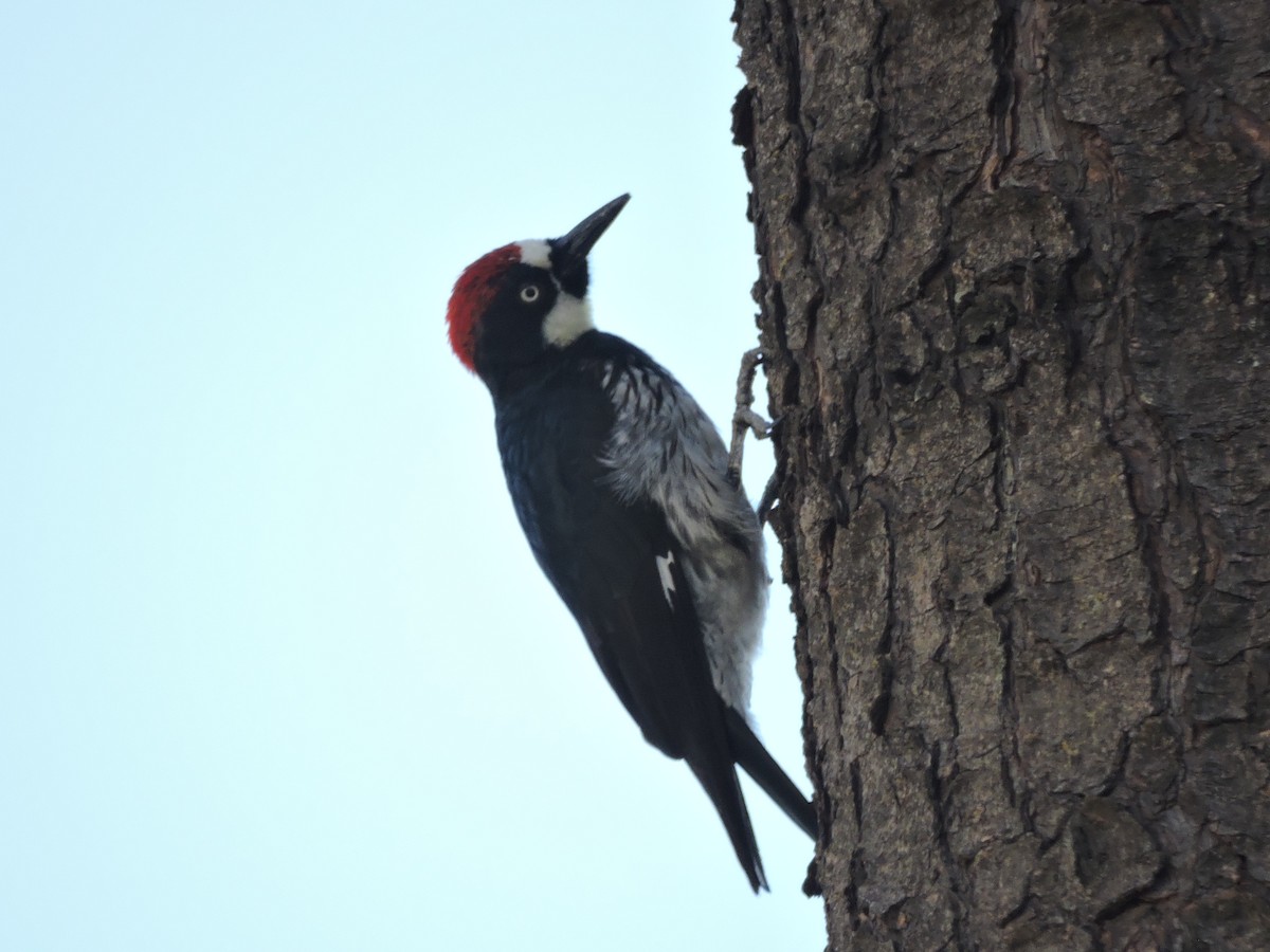 Acorn Woodpecker - ML249744611